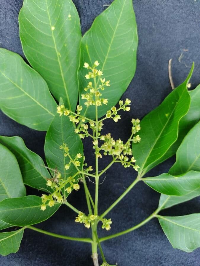 Balfourodendron 3