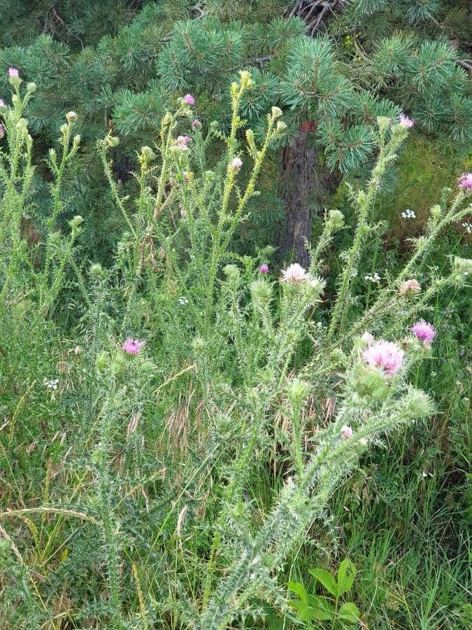 Weg-Distel 11