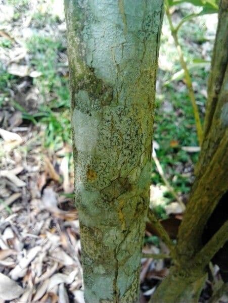 Graptophyllum pictum 16