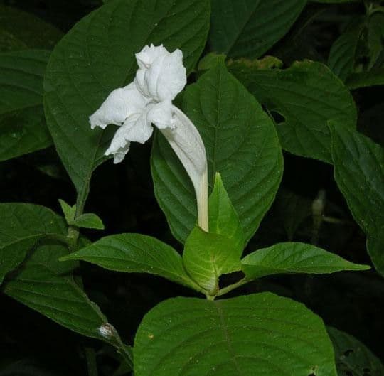 Ruellia 11