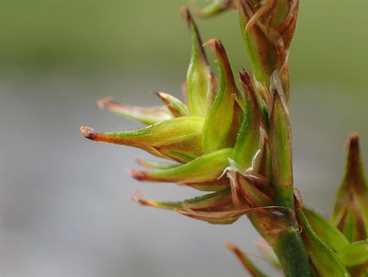 Carice stellata 2