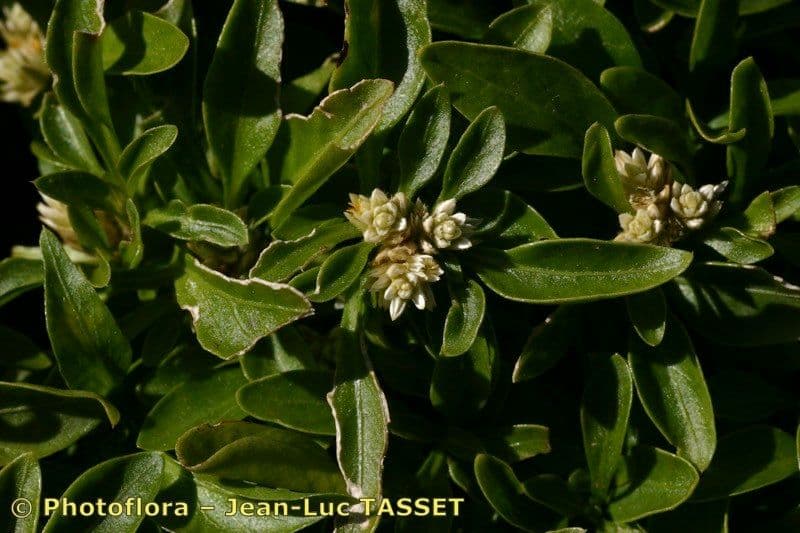Glatte Bodendecker-Amaranth 13