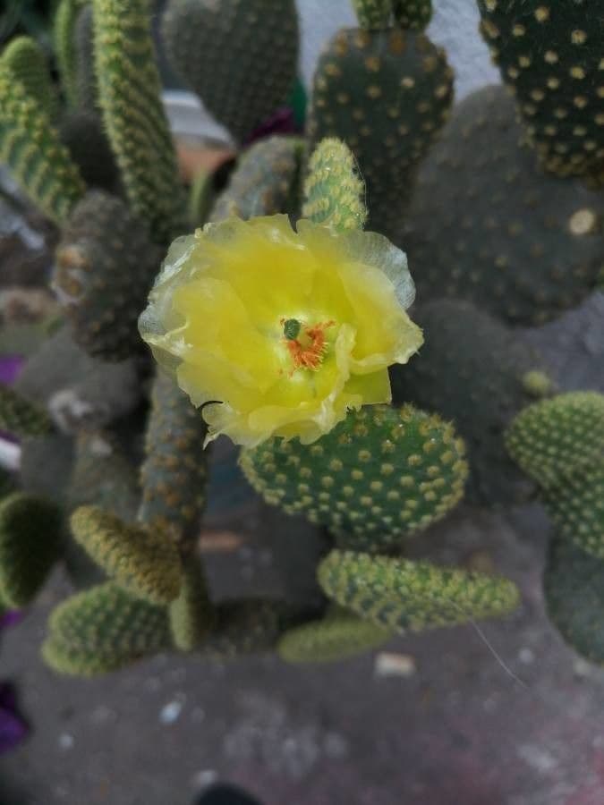 Nopal espinoso 7