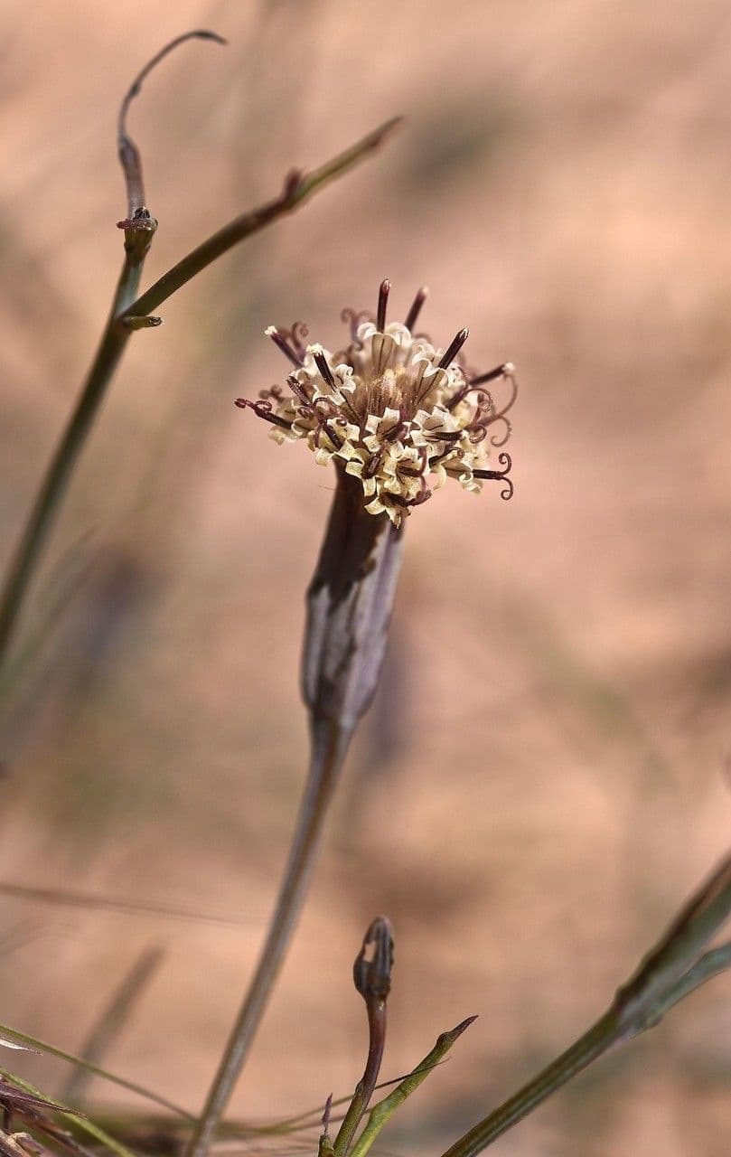 Porophyllum 5