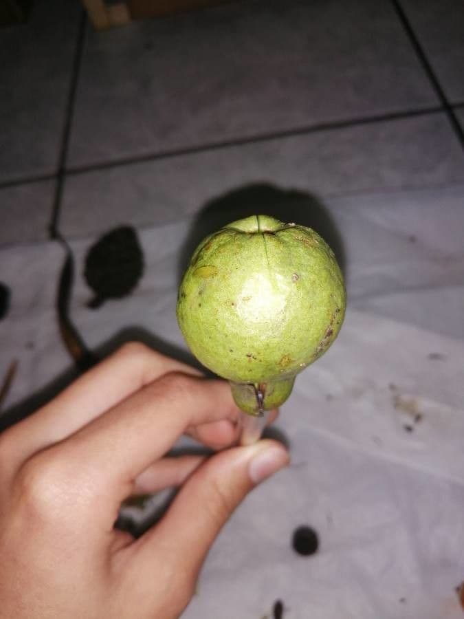Guava costaricana 3
