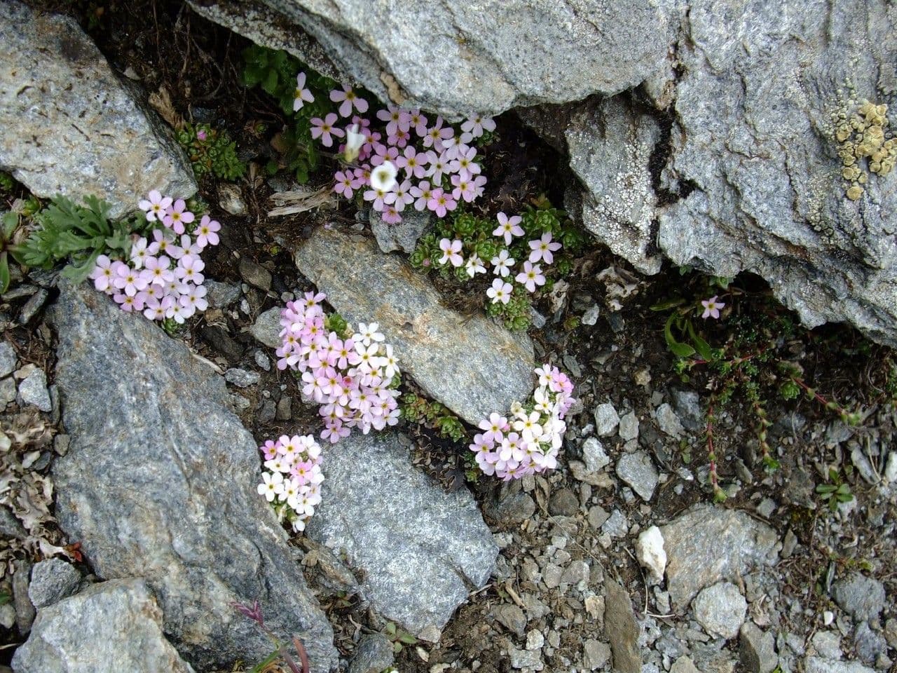 Alpen-Mannsschild 7