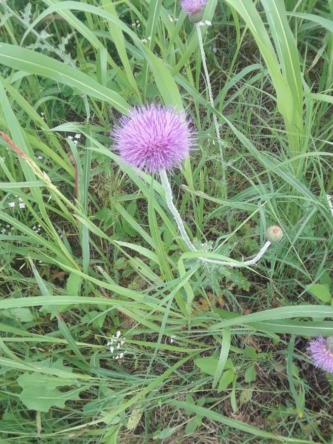 Texas-Distel 5