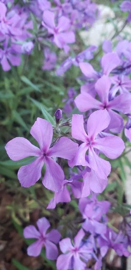 Flocos amoena 5
