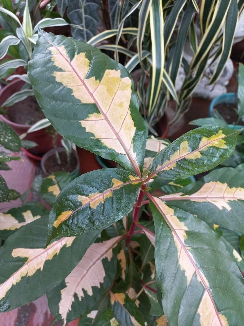 Graptophyllum pictum 18