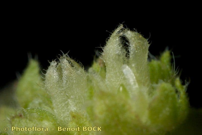Parietaria 5