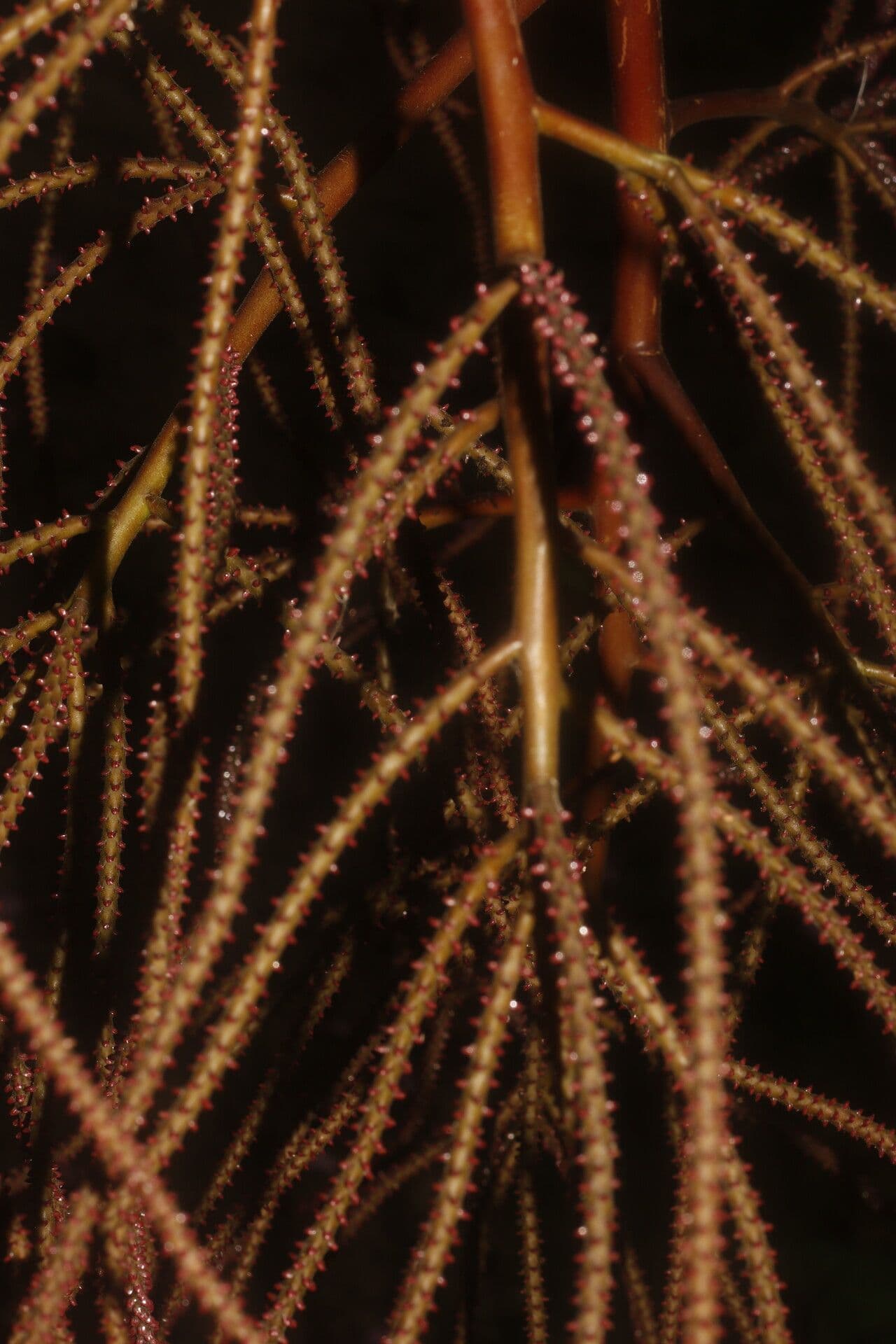 Geonoma interrupta 2