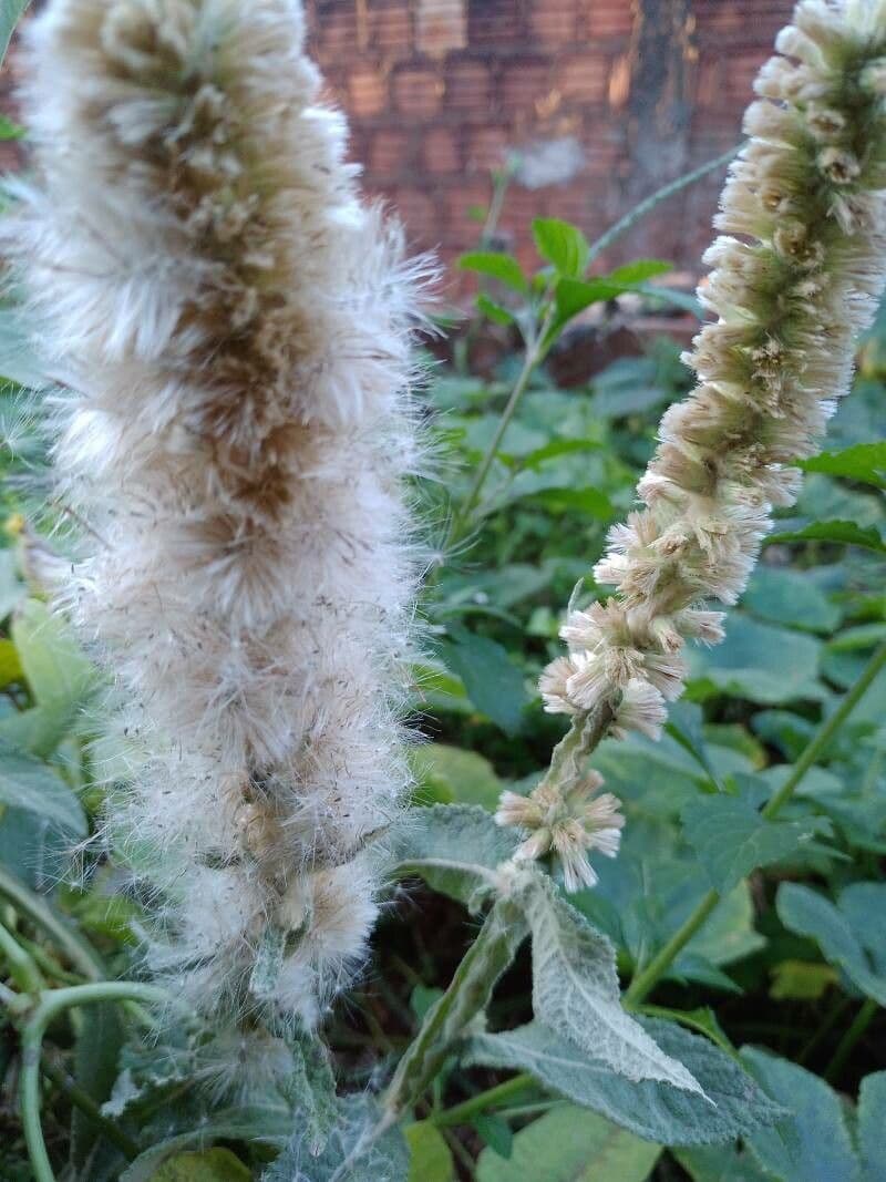 Pterocaulon en queue de renard 5