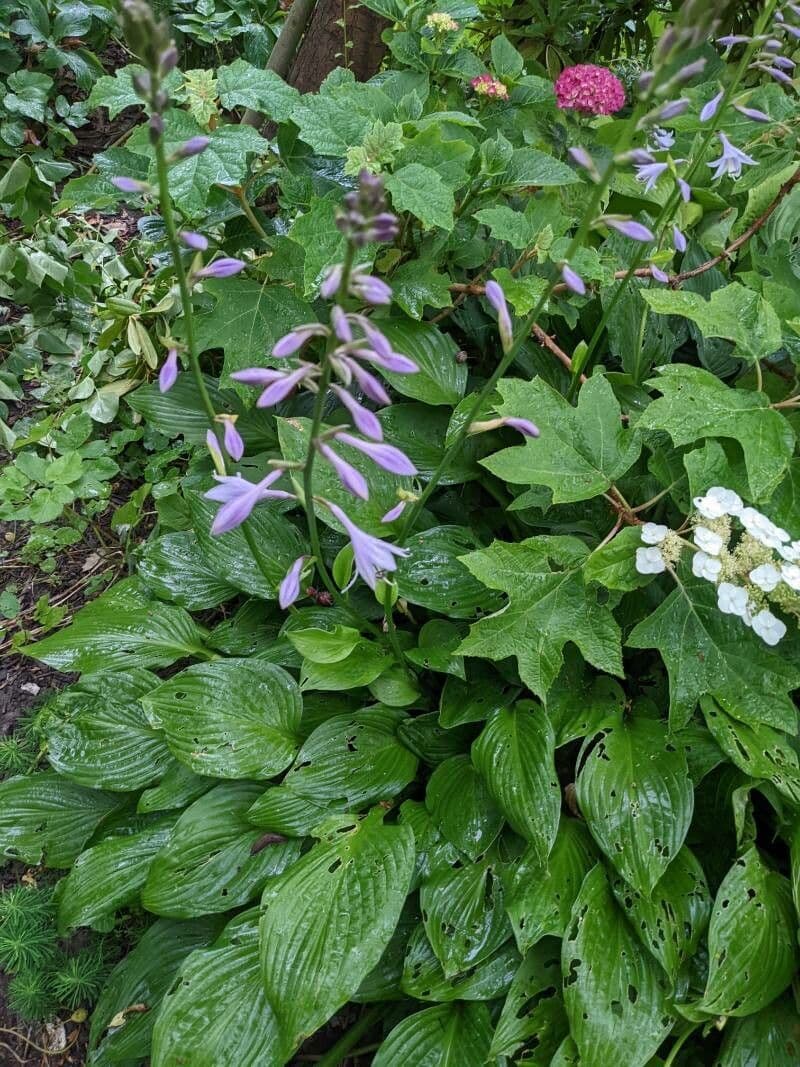 Hosta ventricosa 8