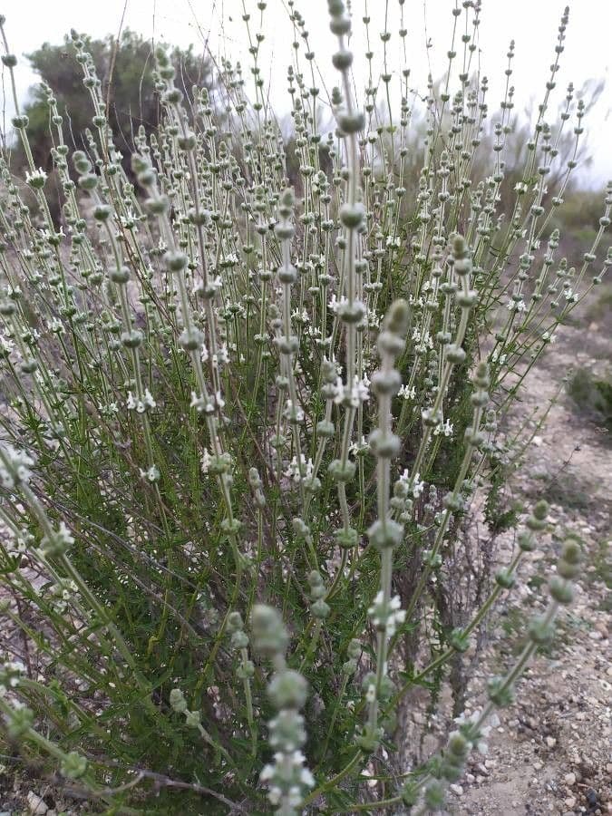 Sideritis leucantha 15