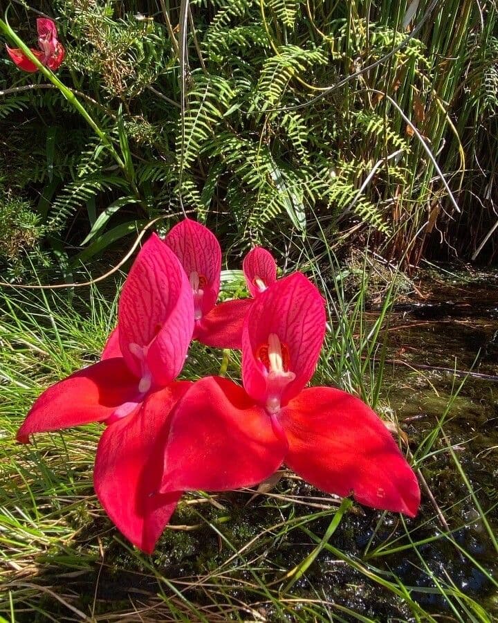 Disa uniflora