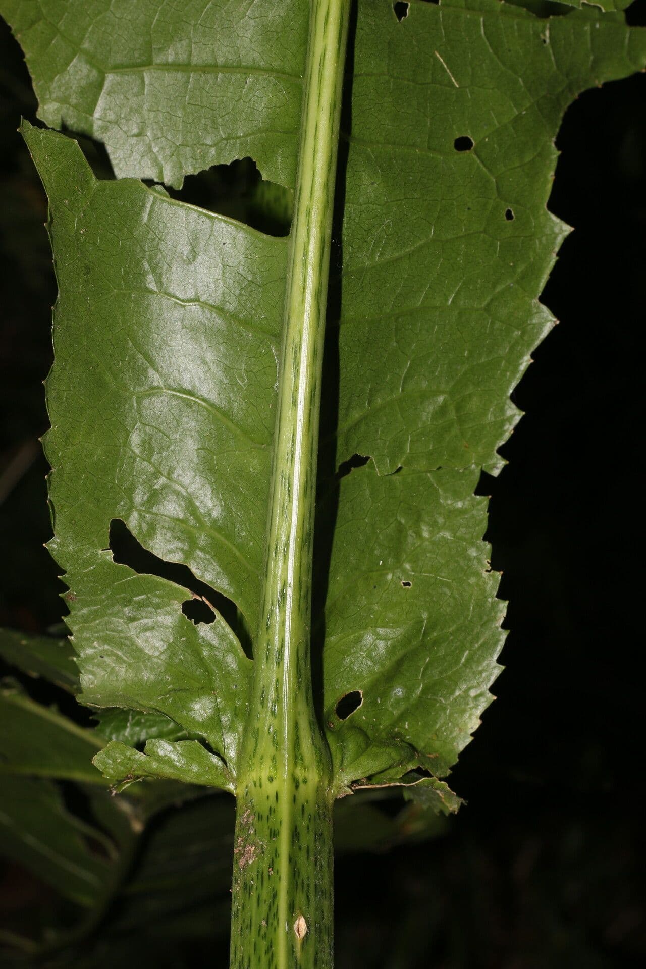 Critonia
