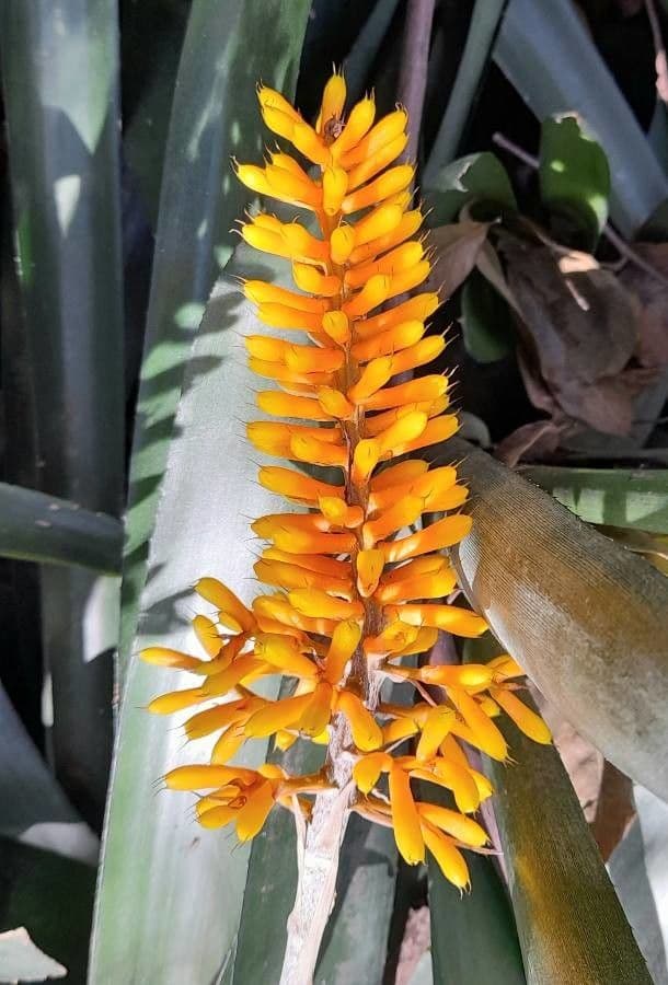 Aechmea 7