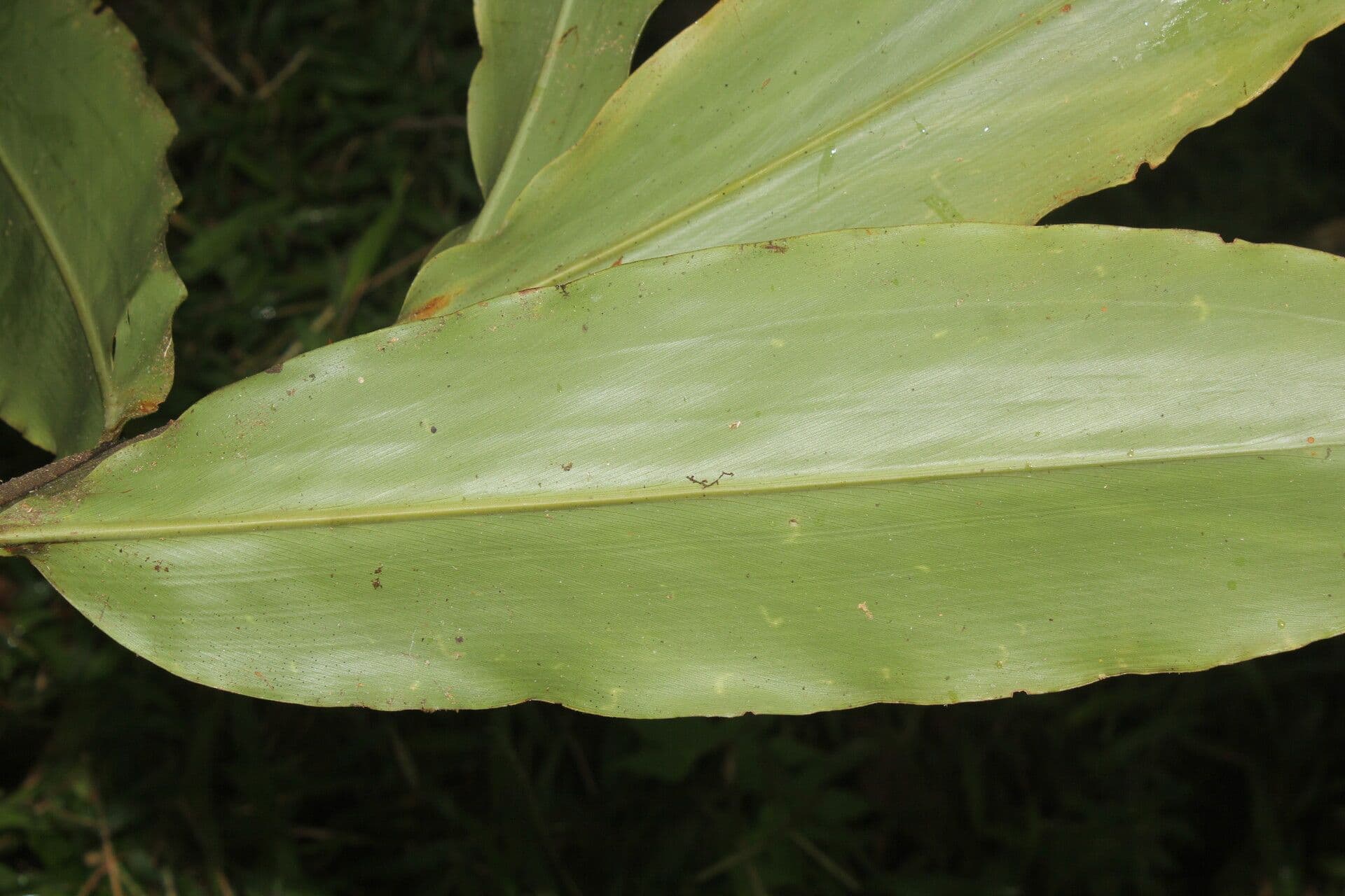 Renealmia pendula 10