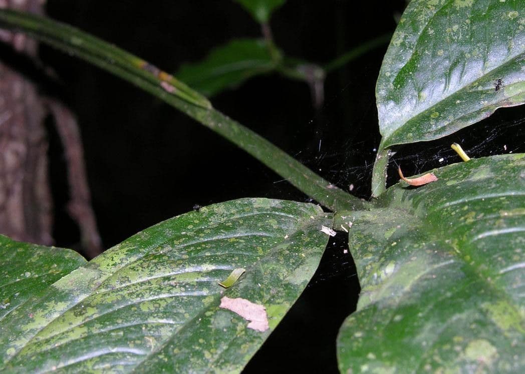 Syngonium 5