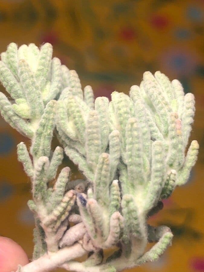 Teucrium 11
