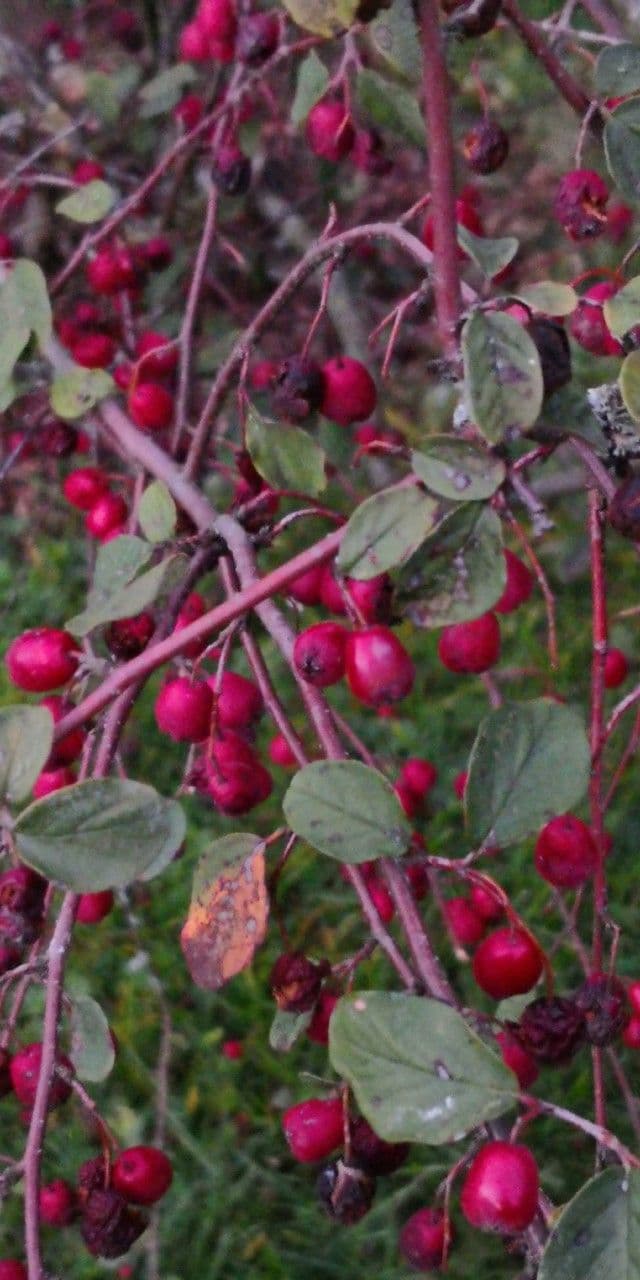 Cotoneaster zabelii 4