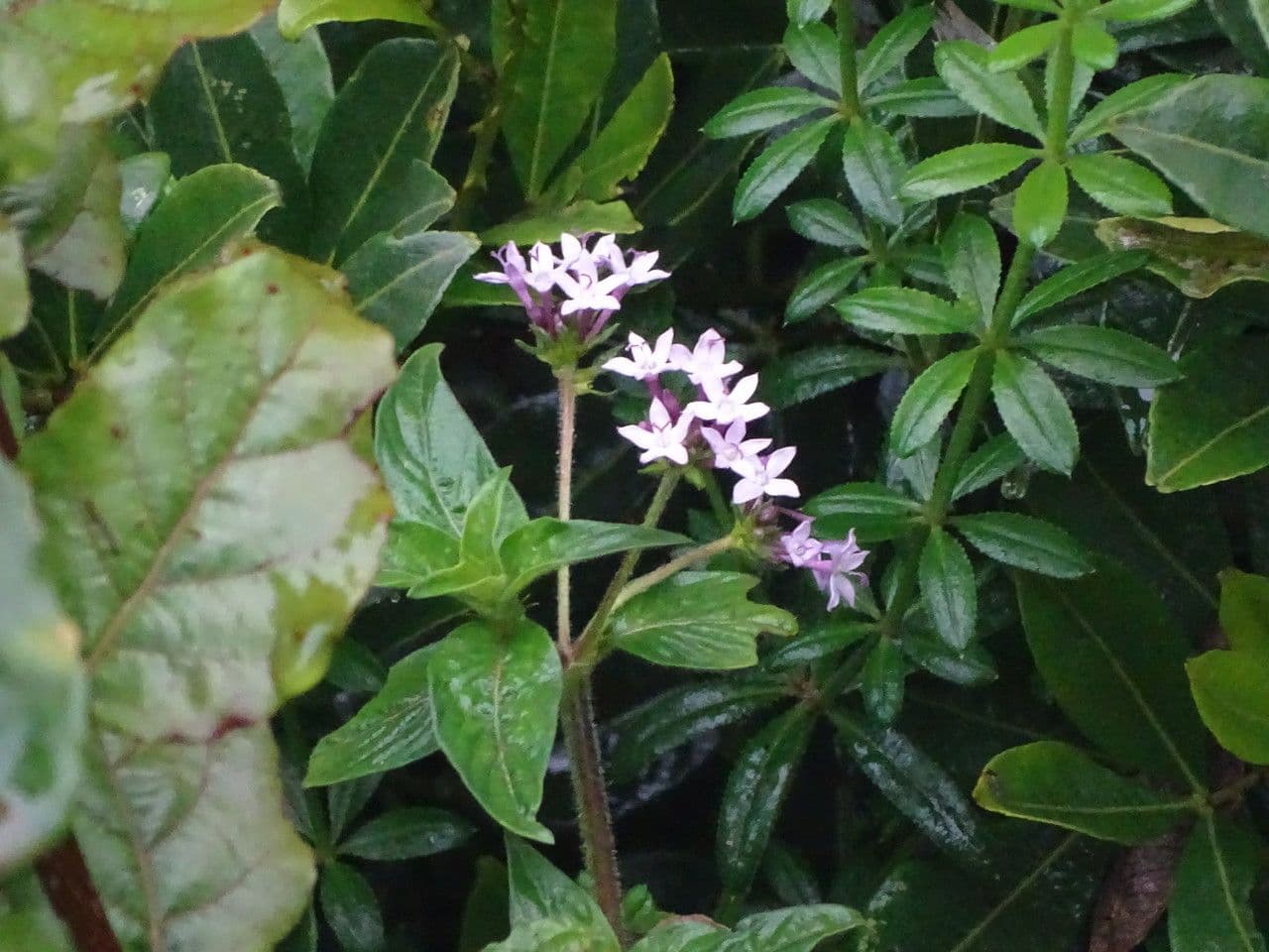 Sankt-Jonas-Blume