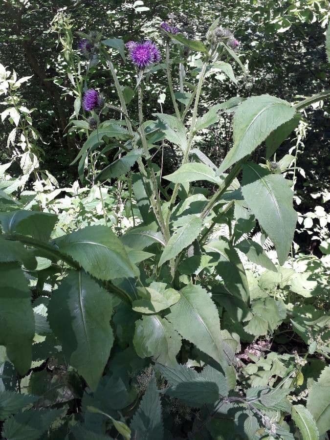 Kohldistel 27