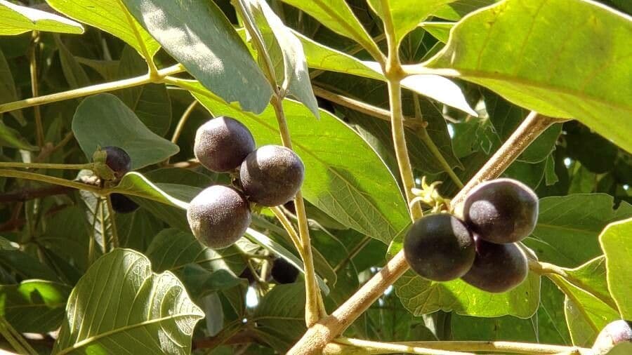 Vitex polygama