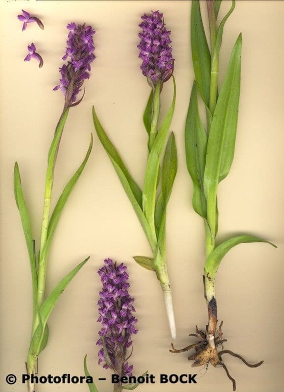 Orchide incarnata 21