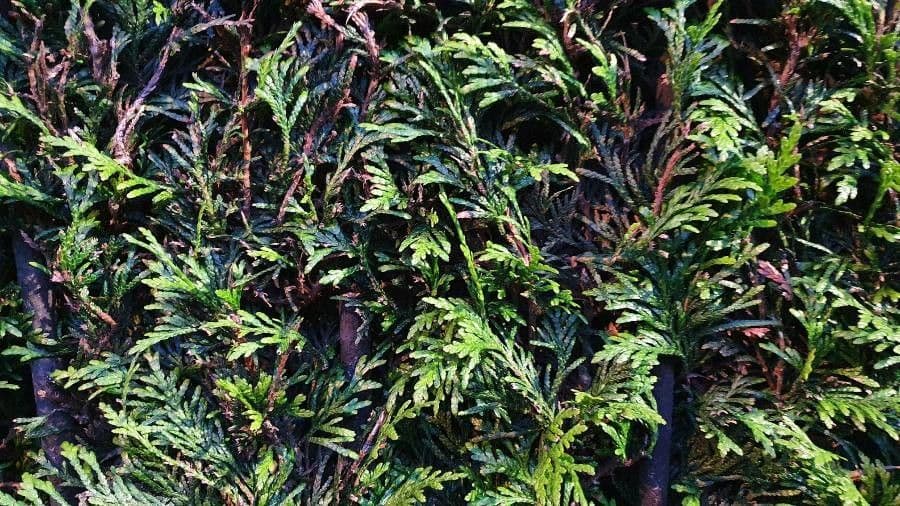 Cipresso di Fujian 2