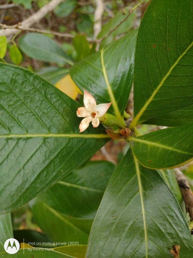 Casasia clusiifolia 3