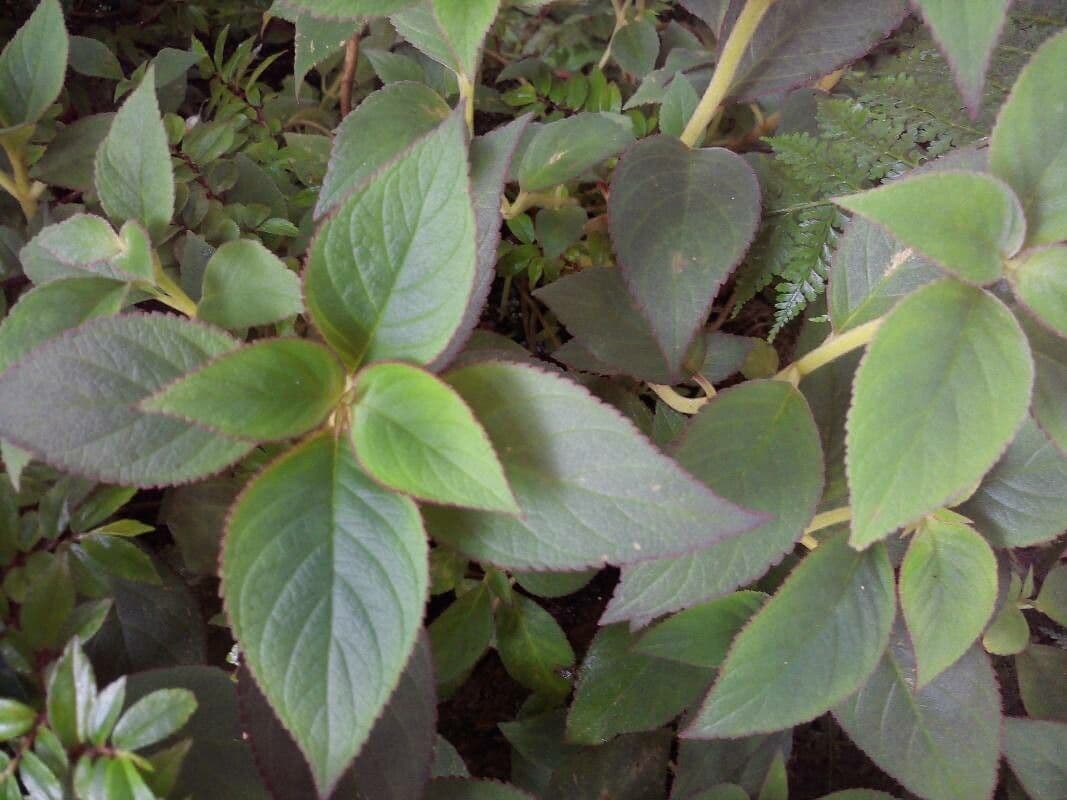 Kohleria pelosa 7