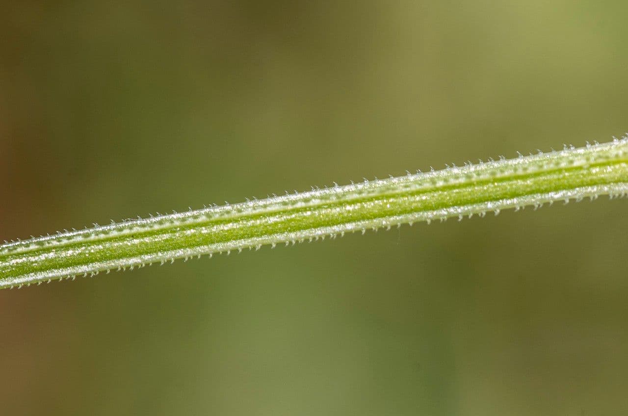 Corn-cleavers 24