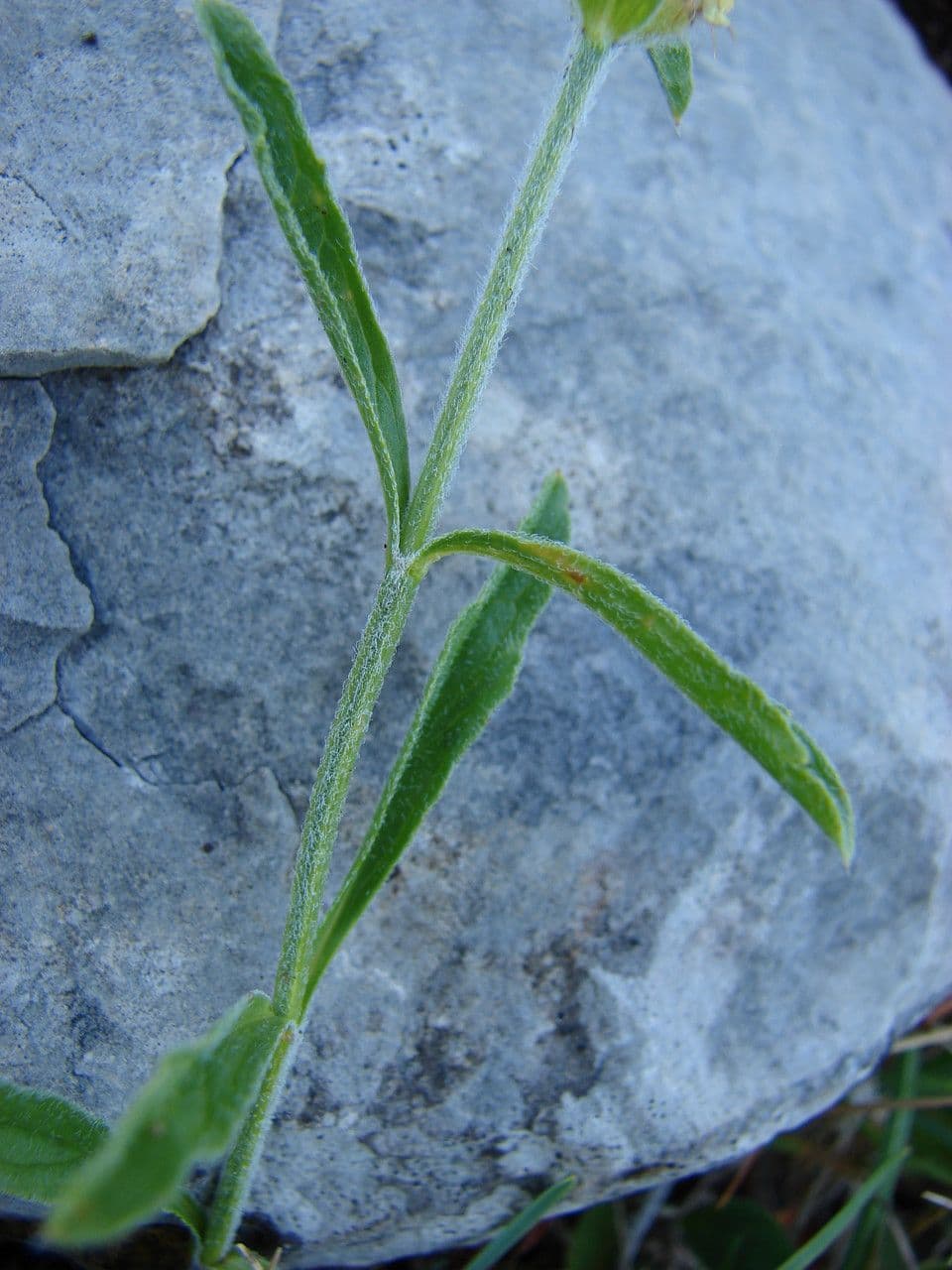 Sideritis hyssopifolia 15