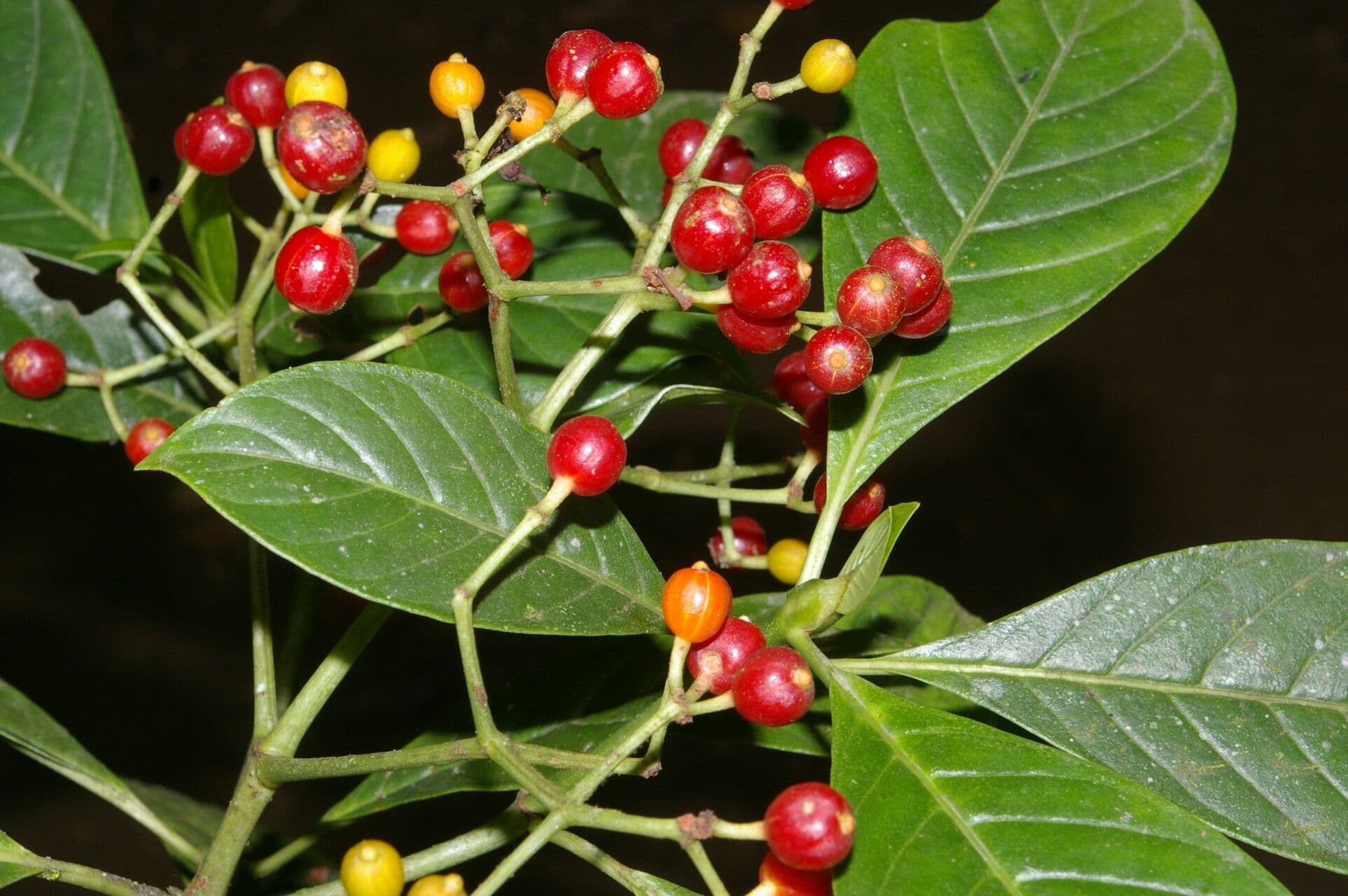 Psychotria selvatica
