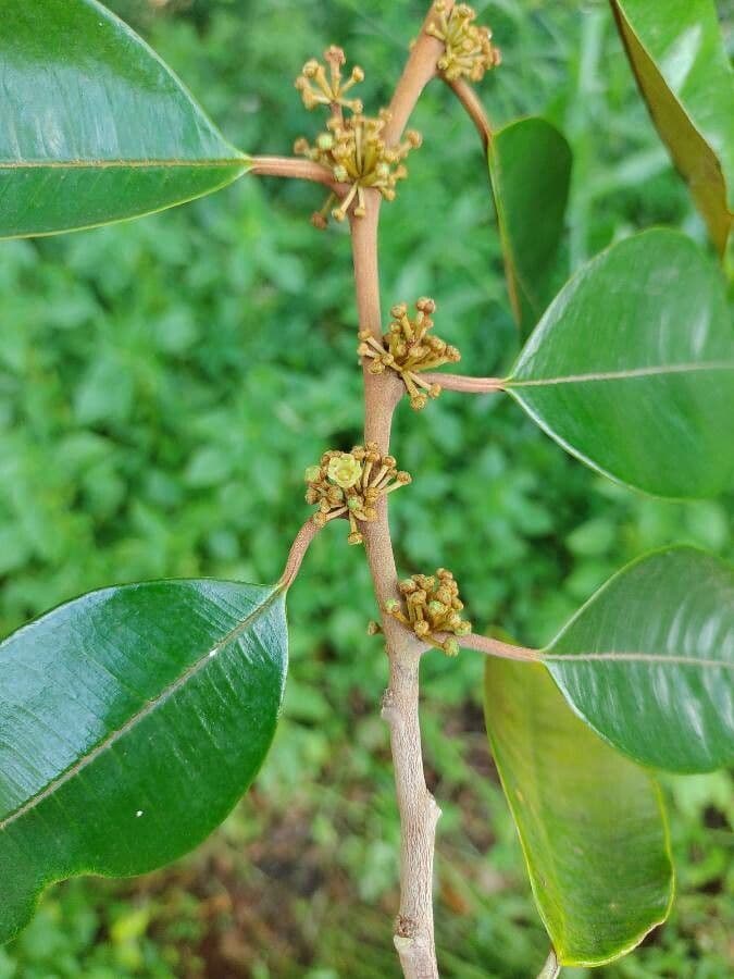 Chrysophyllum mexické 2