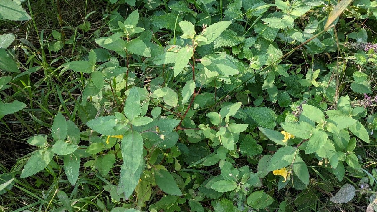 Erba impaziente 11