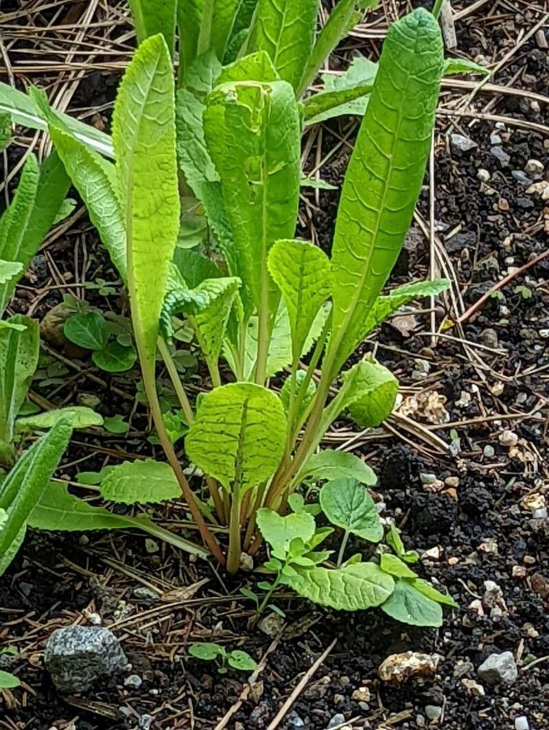 Primula del Sikkim 12