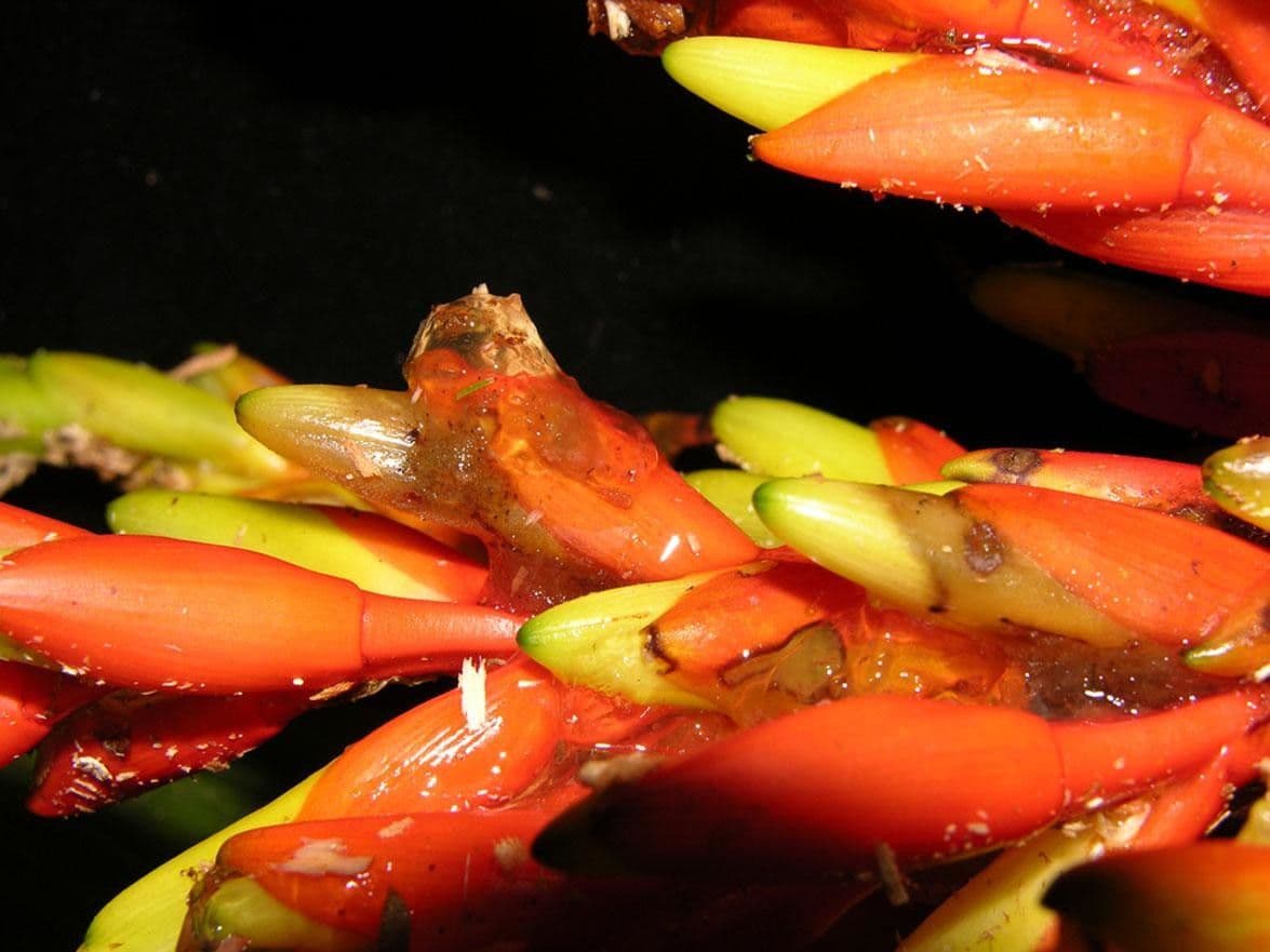 Guzmania di Scherzer 5