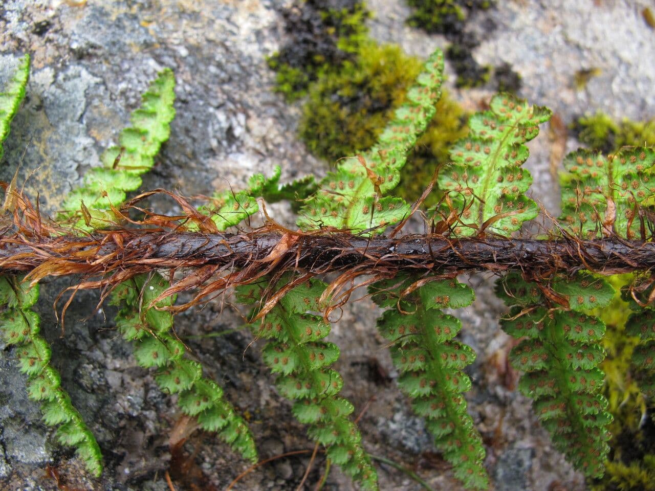 Athyrium 5