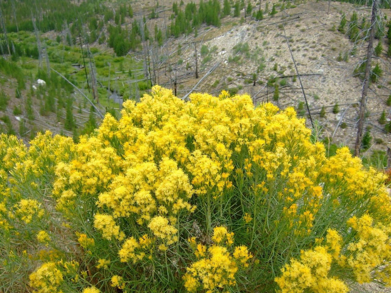 Chrysothamnus à feuilles collantes 8