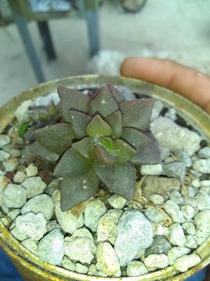 Anacampseros