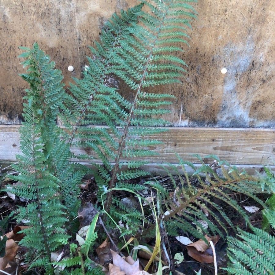 Dryopteris fragrante 5