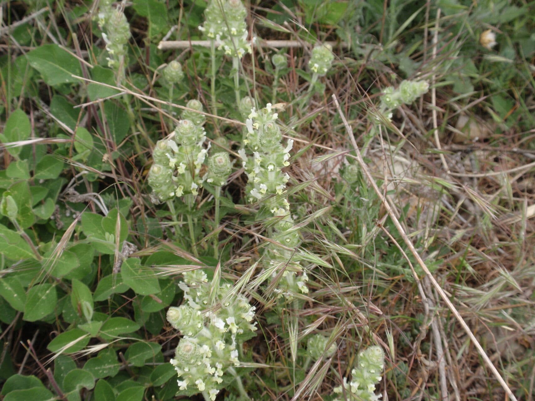Sideritis hirsuta 15
