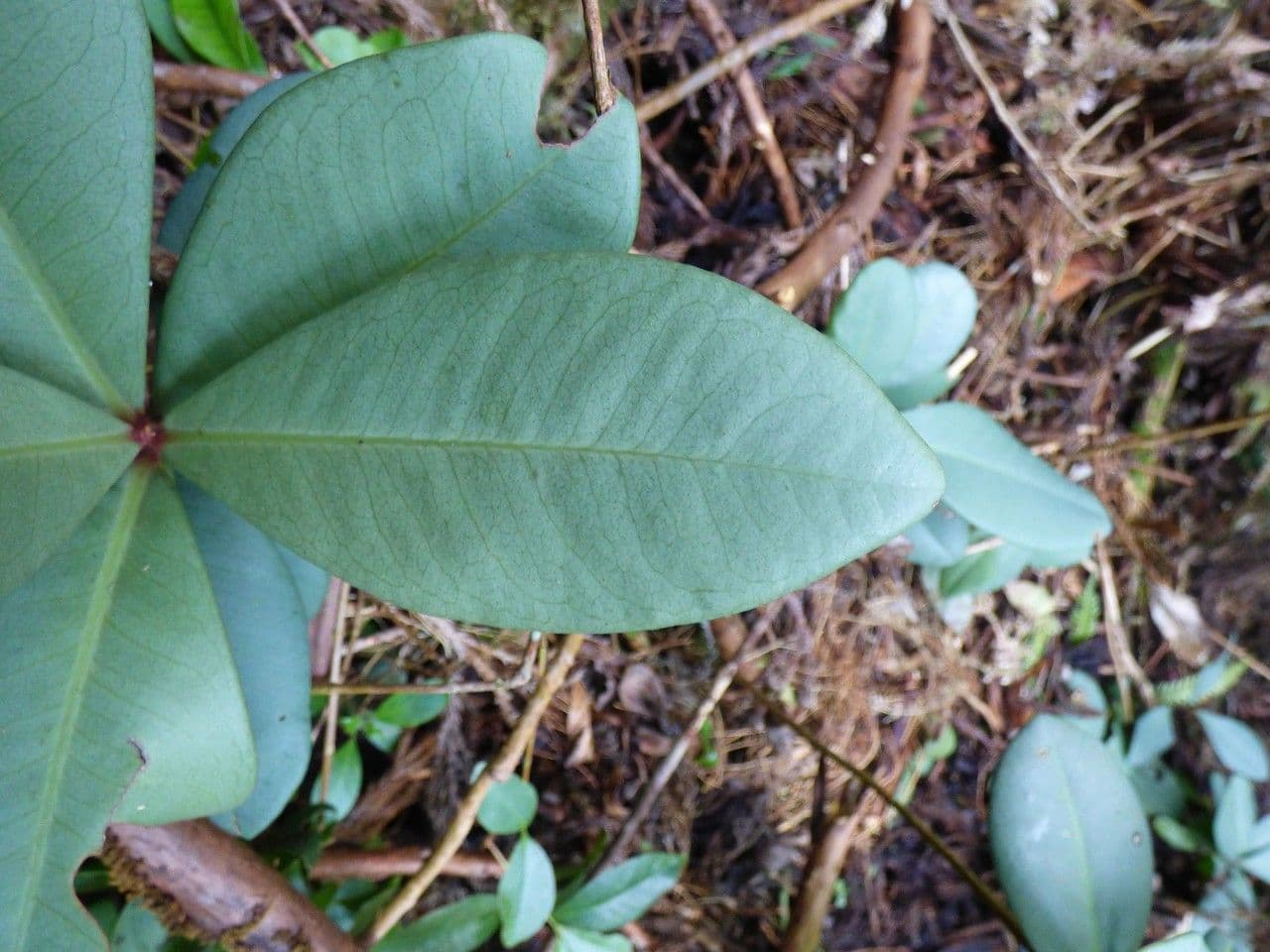 Badula 4