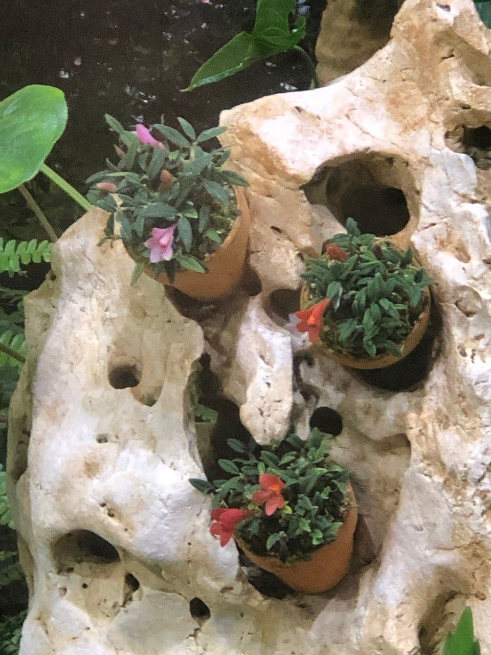 Dendrobium 6