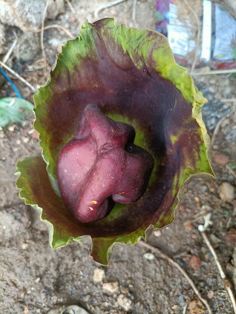 Patata talinga 17