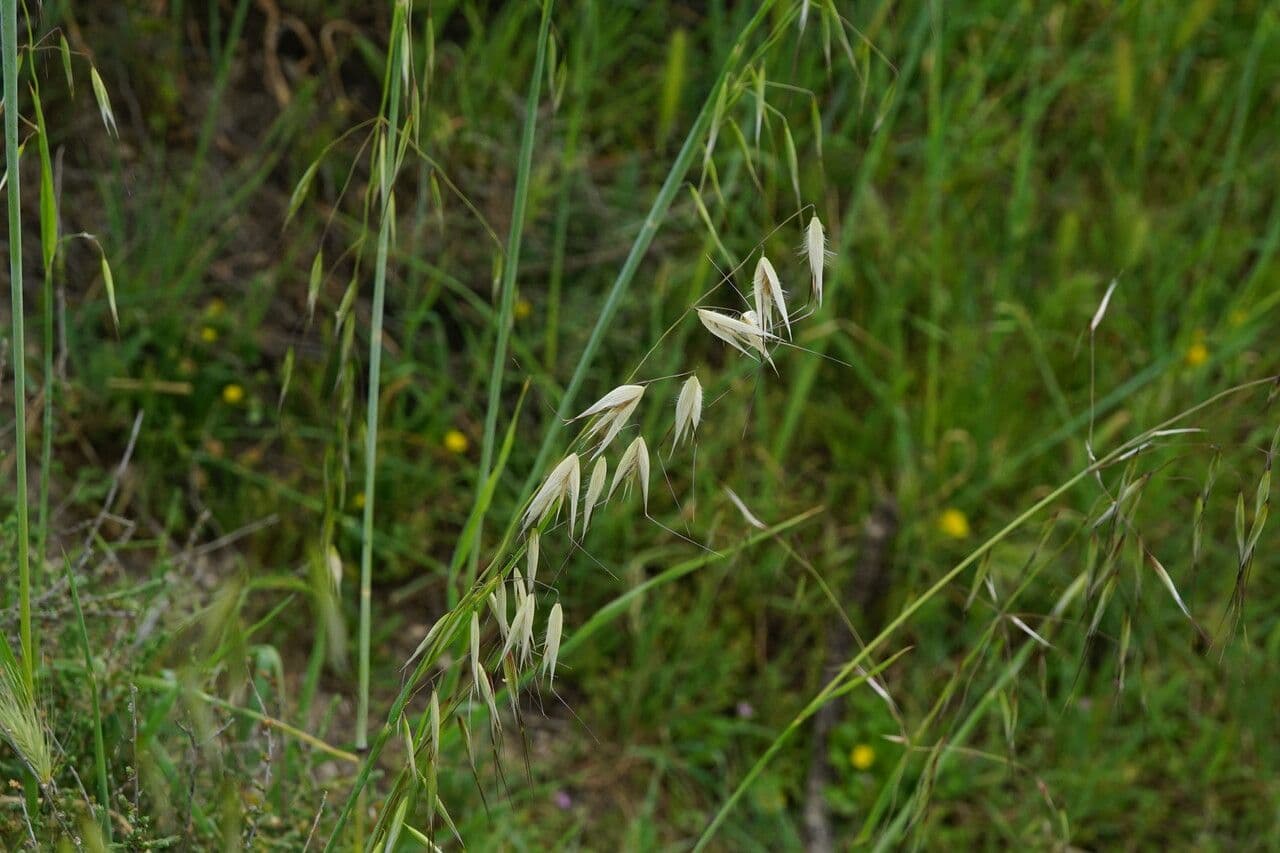Avena maggiore 3