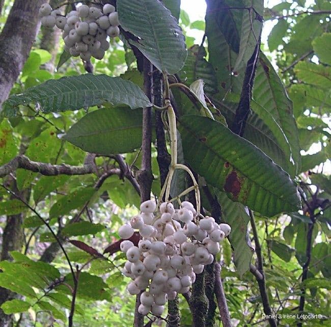 Psychotria