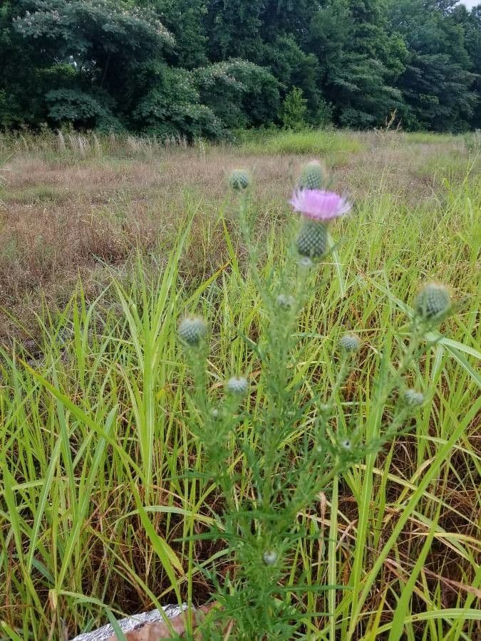 Cardo discolor 2